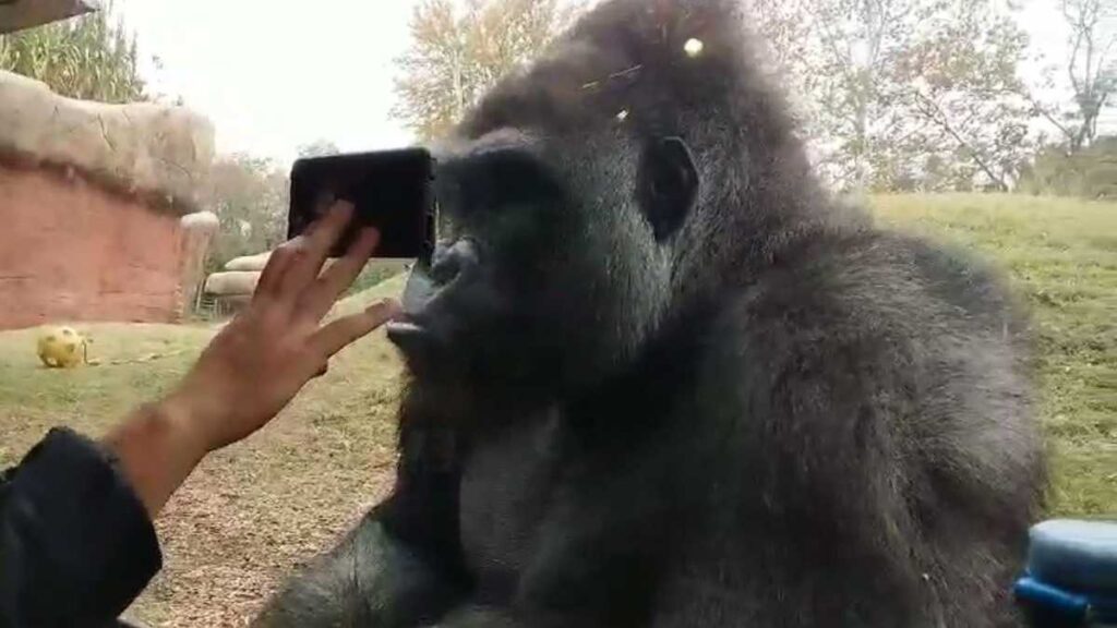 Cell Phone Interaction at the Zoo